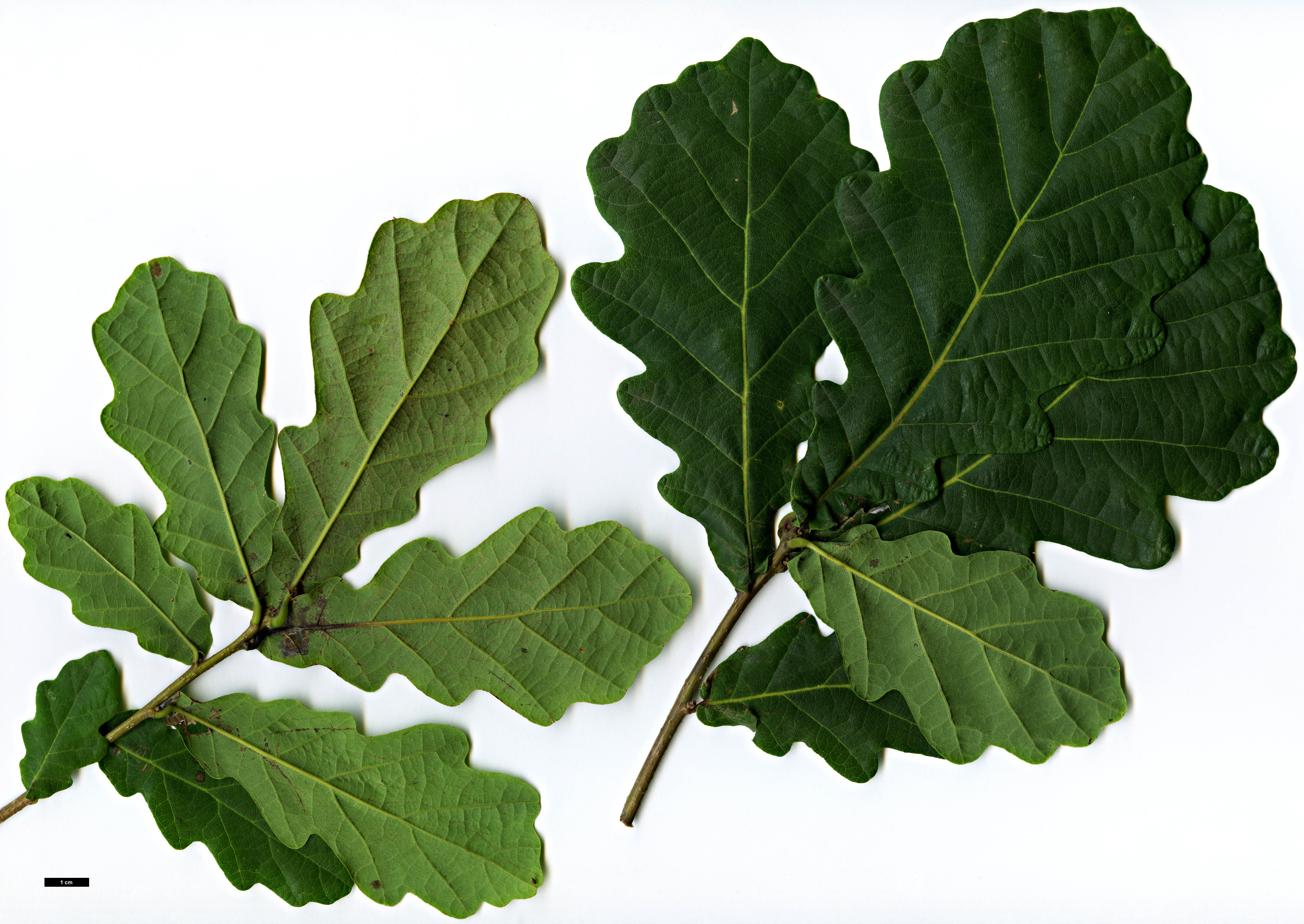 High resolution image: Family: Fagaceae - Genus: Quercus - Taxon: wutaishanica 